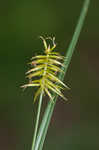 Bristly flatsedge